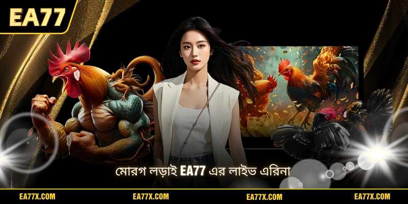 মোরগ লড়াই EA77 এর লাইভ এরিনা